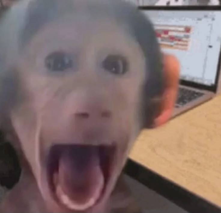 Monkey